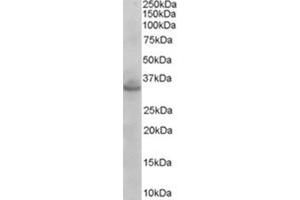 Image no. 1 for anti-Syntaxin 1A (Brain) (STX1A) (N-Term) antibody (ABIN374595) (STX1A antibody  (N-Term))