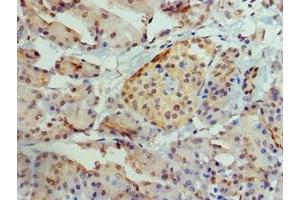 Immunohistochemistry of paraffin-embedded human pancreatic tissue using ABIN7145087 at dilution of 1:100 (AIRE antibody  (AA 39-108))