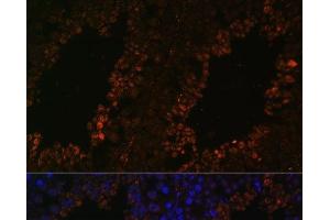 Immunofluorescence analysis of Mouse testis using TPD52L3 Polyclonal Antibody at dilution of 1:100.