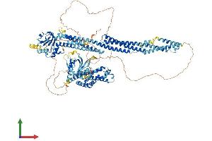 AlphaFold protein structure predicition of Human Recombinant MCF2L2 Protein, UniprotID Q86YR7 (MCF2L2 Protein (AA 1-1114) (His tag))