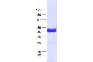 Forkhead Box R2 (FOXR2) protein (His tag)