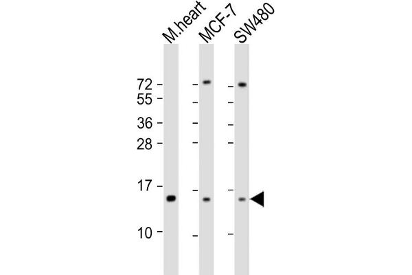 NDUFA7 antibody  (AA 80-110)