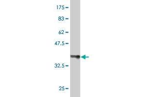 Western Blot detection against Immunogen (36. (PSG2 antibody  (AA 239-330))