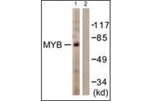 Western blot analysis of extracts from HUVEC cells, using MYB antibody. (MYB antibody  (N-Term))