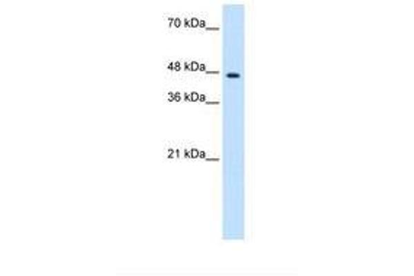 ZNF213 antibody  (AA 151-200)