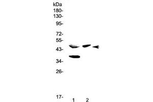 Western blot testing of 1) rat pancreas and 2) mouse pancreas lysate with Carboxypeptidase A antibody at 0. (CPA antibody)