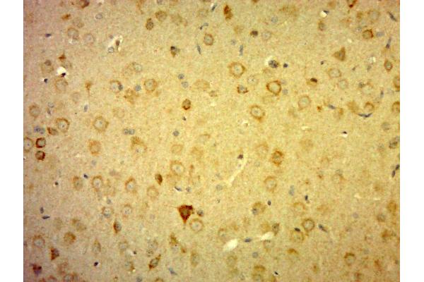 C10orf27 antibody  (AA 70-120)