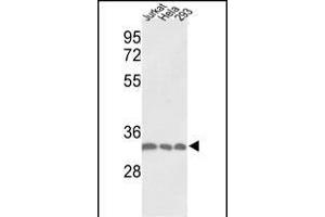 Western blot analysis of PCNA Antibody (C-term) (ABIN389344 and ABIN2839453) in Jurkat, Hela, 293 cell line lysates (35 μg/lane). (PCNA antibody  (C-Term))