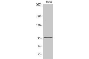 Western Blotting (WB) image for anti-Cell Division Cycle 27 Homolog (S. Cerevisiae) (CDC27) (Internal Region) antibody (ABIN3183810) (CDC27 antibody  (Internal Region))