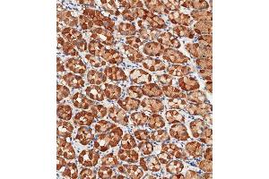 Immunohistochemical analysis of paraffin-embedded Human stomach tissue using (ABIN1945086 and ABIN2838551) performed on the Leica® BOND RXm. (ALDH1A1 antibody  (AA 306-339))
