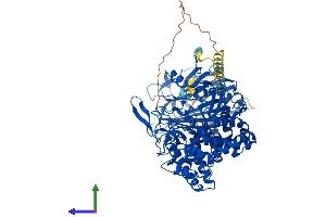 AlphaFold protein structure predicition of Human Recombinant MOGS Protein, UniprotID Q13724 (GCS1 Protein (AA 1-837) (His tag))