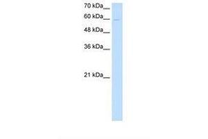 Image no. 1 for anti-Nephronectin (NPNT) (AA 351-400) antibody (ABIN6739216) (Nephronectin antibody  (AA 351-400))