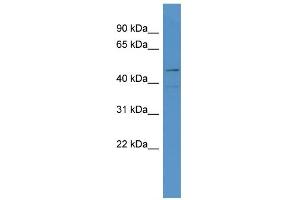 WB Suggested Anti-LOC684800 Antibody Titration: 0. (SMAP1 antibody  (N-Term))