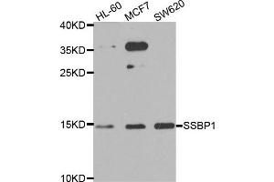 Western blot analysis of extracts of various cell lines, using SSBP1 antibody. (SSBP1 antibody)