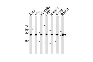 Rat Cebpd Antibody (Center) (ABIN1881715 and ABIN2843454) western blot analysis in A549,Hela,NCI-,U-937,mouse NIH/3T3 cell line and rat lung,testis tissue lysates (35 μg/lane). (CEBPD antibody  (AA 161-189))