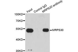 Immunoprecipitation analysis of 200 μg extracts of HepG2 cells using 1 μg MRPS30 antibody (ABIN5973453).