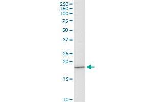 EIF1AY monoclonal antibody (M01), clone 1B4. (EIF1AY antibody  (AA 22-95))