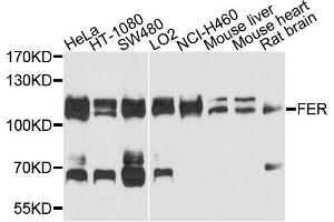 Western blot analysis of extracts of various cell lines, using FER antibody (ABIN5996270) at 1/1000 dilution. (FER antibody)
