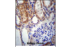 SUSD2 Antibody (C-term) (ABIN656974 and ABIN2846158) immunohistochemistry analysis in formalin fixed and paraffin embedded human kidney tissue followed by peroxidase conjugation of the secondary antibody and DAB staining. (SUSD2 antibody  (C-Term))