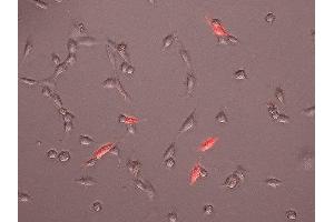 Indirect immunostaining of living 3T3 fibroblasts transfected with a CD 31 pDisplay vecktor (dilution 1 : 500; red). (CD31 antibody)