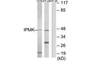 Western blot analysis of extracts from HT-29/COS7 cells, using IPMK Antibody.