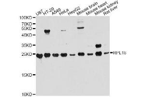 Western blot analysis of extracts of various cell lines, using RPL18 antibody.