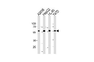 GRN Antibody (C-term) (ABIN1881391 and ABIN2843390) western blot analysis in ,HepG2,HL-60,T47D cell line lysates (35 μg/lane). (Granulin antibody  (C-Term))