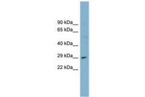Image no. 1 for anti-Deoxyribonuclease I (DNASE1) (AA 71-120) antibody (ABIN6743430) (DNASE1 antibody  (AA 71-120))