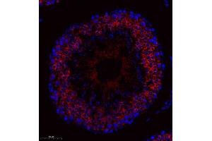 Immunofluorescence of paraffin embedded rat testis using ctmp (ABIN7075880) at dilution of 1:200 (300x lens) (THEM4 antibody)