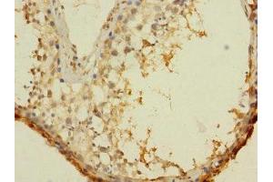Immunohistochemistry of paraffin-embedded human testis tissue using ABIN7144247 at dilution of 1:100 (ASZ1 antibody  (AA 1-200))