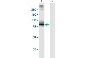 Western Blot analysis of VILL expression in transfected 293T cell line by VILL MaxPab polyclonal antibody. (VILL antibody  (AA 1-686))