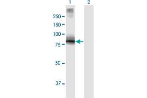 Western Blot analysis of VILL expression in transfected 293T cell line by VILL MaxPab polyclonal antibody.