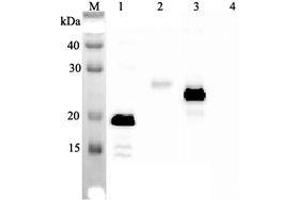 Western blot analysis using anti-IL-33 (human), mAb (IL33026B)  at 1:2'000 dilution. (IL-33 antibody)