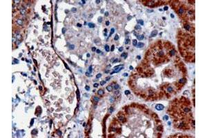 DARC polyclonal antibody  (3 ug/mL) staining of paraffin embedded human kidney. (DARC antibody)