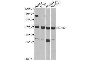 Western blot analysis of extracts of various cell lines, using ASGR1 antibody (ABIN5975060) at 1/1000 dilution. (Asialoglycoprotein Receptor 1 antibody)
