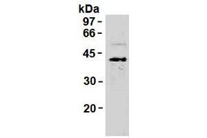 Western Blotting (WB) image for anti-Synaptophysin (SYP) antibody (ABIN1109181)