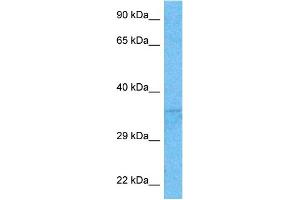 Western Blotting (WB) image for anti-Goosecoid Homeobox (GSC) (N-Term) antibody (ABIN2779490)