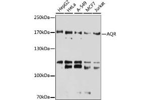 Western blot analysis of extracts of various cell lines, using AQR antibody (ABIN6133411, ABIN6137057, ABIN6137058 and ABIN6221662) at 1:3000 dilution.