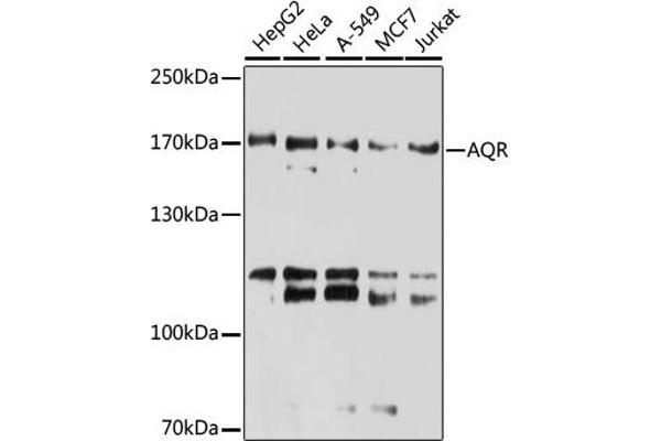 AQR anticorps  (AA 400-700)