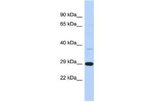 Western Blotting (WB) image for anti-Chromosome 1 Open Reading Frame 74 (C1ORF74) antibody (ABIN2459613) (C1ORF74 antibody)
