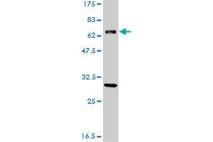 ERCC2 monoclonal antibody (M01), clone S3 Western Blot analysis of ERCC2 expression in A-431 .