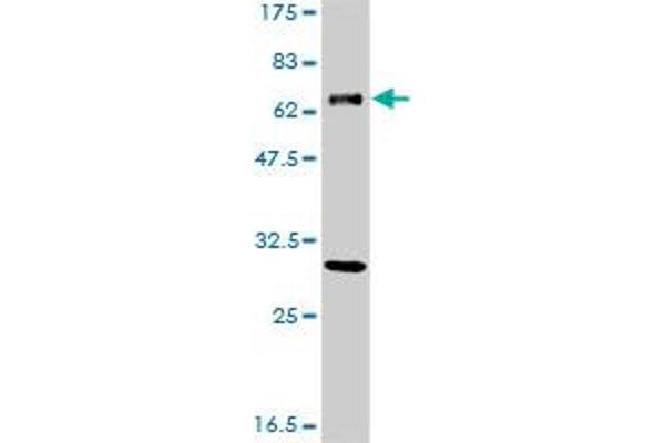 ERCC2 antibody  (AA 1-405)