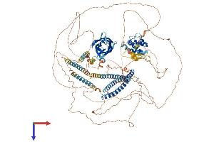 EH Domain Binding Protein 1 (EHBP1) (AA 1-1231) protein (His tag)
