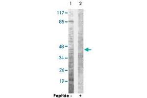 Western blot analysis of extracts from COS-7 cells, using OPRD1 polyclonal antibody .