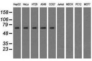 Image no. 2 for anti-Sorting Nexin 9 (SNX9) antibody (ABIN1501050) (SNX9 antibody)