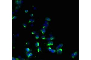 Immunofluorescence (IF) image for anti-Emopamil Binding Protein (Sterol Isomerase) (EBP) (AA 2-230) antibody (ABIN7142288)