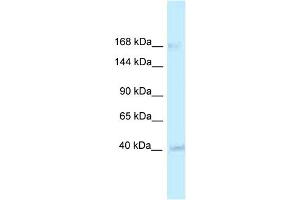 WB Suggested Anti-RGD1563533 Antibody   Titration: 1.