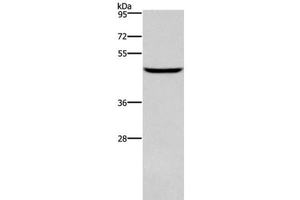 DMRT3 antibody