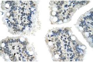 Immunohistochemical staining (Formalin-fixed paraffin-embedded sections) of human intestine with GIPC2 polyclonal antibody  at 4-8 ug/mL working concentration. (GIPC2 antibody  (N-Term))