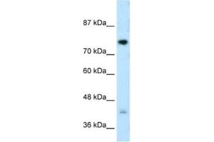 Western Blotting (WB) image for anti-DC-STAMP Domain Containing 1 (DCST1) antibody (ABIN2462694) (DCST1 antibody)